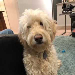 Meet your Posher, Andrea